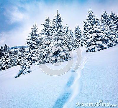 Dramatic winter morning in mountain foresty with snow covered fir trees. Wonderful outdoor scene, Happy New Year celebration conce Stock Photo