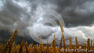 Dramatically bad weather over ripe wheat ears with golden sunset Stock Photo