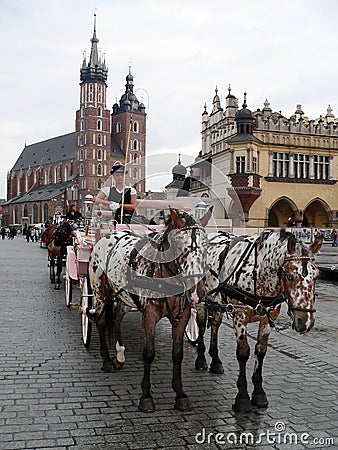 Draught horses at Saint Mary`s Basilica in Krakow, Poland Editorial Stock Photo