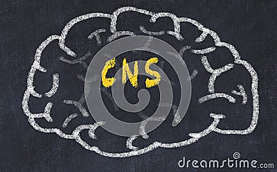 Drawind of human brain on chalkboard with inscription CNS Stock Photo