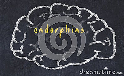 Drawind of human brain on chalkboard with inscription endorphins Stock Photo