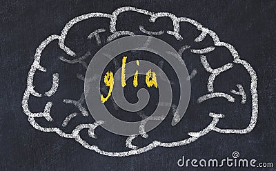 Drawind of human brain on chalkboard with inscription glia Stock Photo