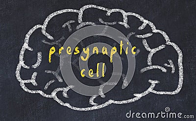 Drawind of human brain on chalkboard with inscription presynaptic cell Stock Photo