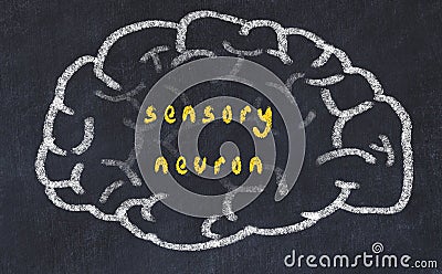 Drawind of human brain on chalkboard with inscription sensory neuron Stock Photo