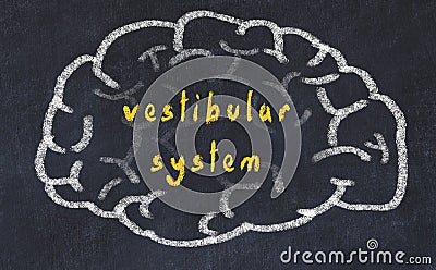 Drawind of human brain on chalkboard with inscription vestibular system Stock Photo