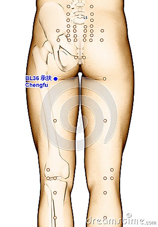 Drawing Acupuncture Point BL36 Chengfu, 3D Illustration Stock Photo