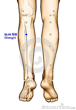 Drawing Acupuncture Point BL56 Chengjin, 3D Illustration Stock Photo