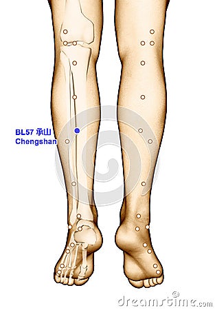 Drawing Acupuncture Point BL57 Chengshan, 3D Illustration Stock Photo