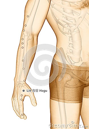 Drawing Acupuncture Point LI4 Hegu, 3D Illustration Stock Photo