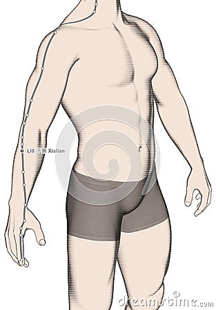 Drawing Acupuncture Point LI8 Xialian, 3D Illustration Stock Photo