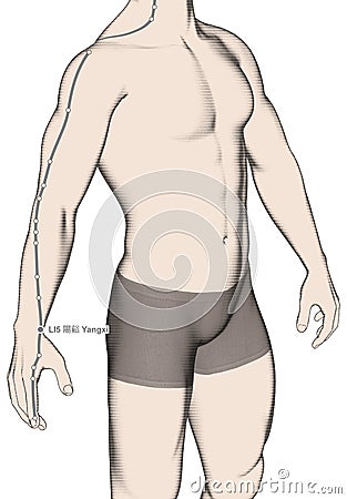 Drawing Acupuncture Point LI5 Yangxi, 3D Illustration Stock Photo