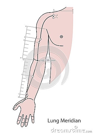 Drawing Acupuncture Point LU5 Chize, 3D Illustration Stock Photo