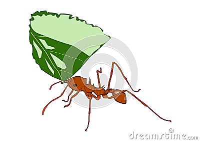 Drawing of a ant With leaf a white background Cartoon Illustration