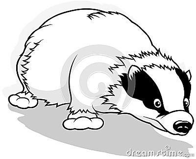 Drawing of a Badger Sniffing the Ground Vector Illustration