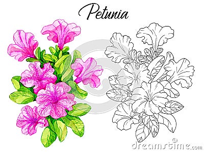 Drawing of beautiful pink petunia flower Cartoon Illustration