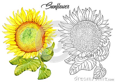 Drawing of beautiful sunflower with leaves and petals Cartoon Illustration