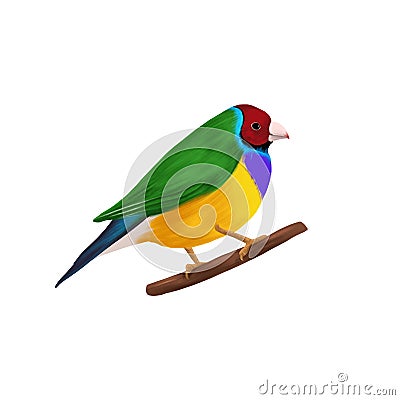 drawing bird, Gouldian finch Stock Photo