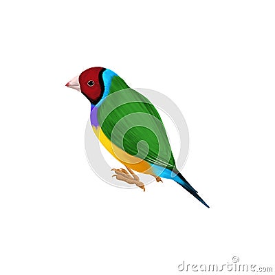 drawing bird, Gouldian finch Stock Photo