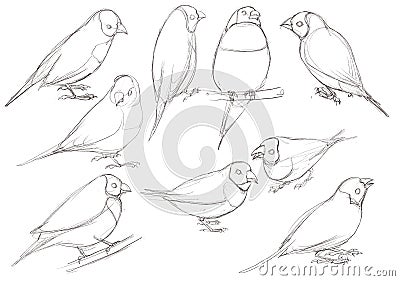 drawing bird, Gouldian finch Stock Photo