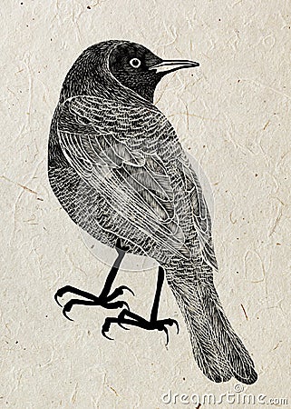 Drawing of bird trupial, black silhouette on beige rice paper background. Stock Photo
