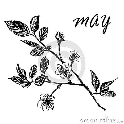 Drawing of blooming plum tree branches with buds and leaves, hand-drawn illustration Vector Illustration