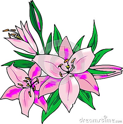 drawing of a bouquet of three pink lilies, isolated element Stock Photo