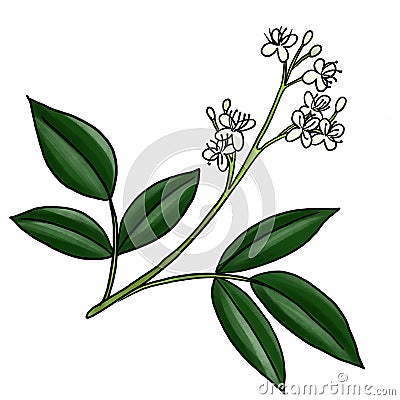 drawing branch of amyris isolated at white background Cartoon Illustration