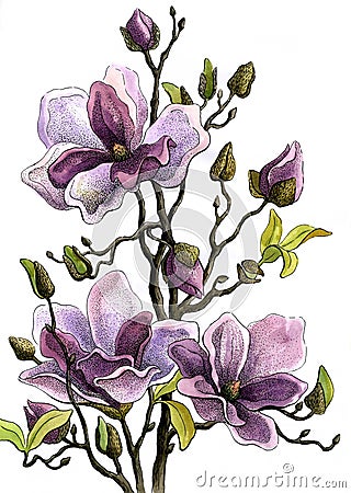 Drawing Branch of a Blossoming Magnolia. Paper, water color, helium handle Stock Photo