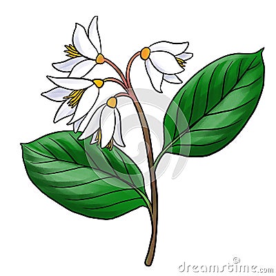 drawing branch of gum benjamin tree isolated at white background Cartoon Illustration