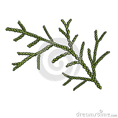drawing branch of white cedar isolated at white background Cartoon Illustration