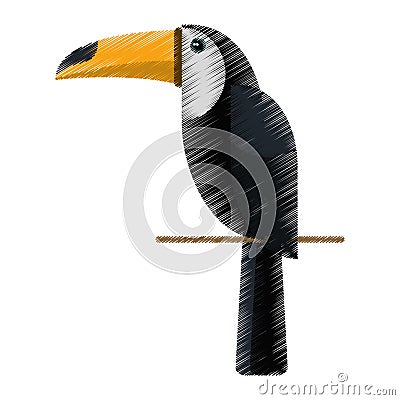 Drawing brazilian toucan bird nature Vector Illustration