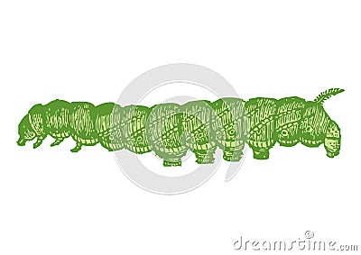 Drawing of caterpillar with white background Cartoon Illustration