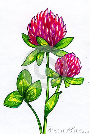 Drawing of clover flowers Stock Photo
