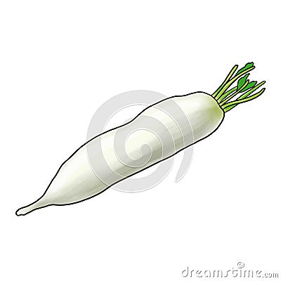 drawing daikon at white background Cartoon Illustration