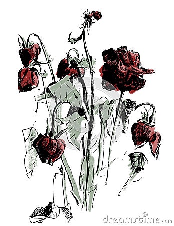 A drawing of dried roses Vector Illustration