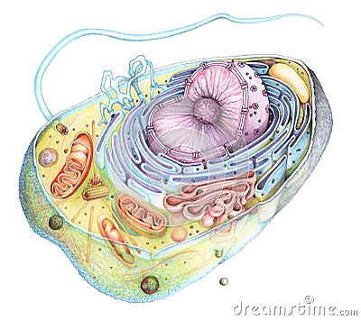 Eukaryote Cell section drawing Stock Photo