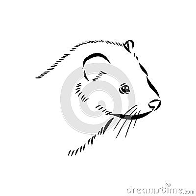 Drawing of ferret, vector illustration isolated on white. mink animal, vector sketch illustration Vector Illustration