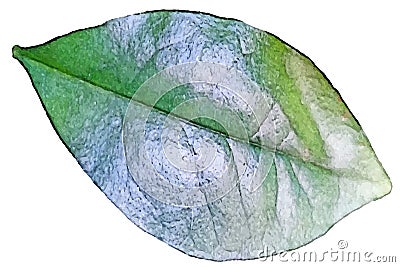 Drawing of the flattened structure of a higher plant, a green leaf, the main organs of photosynthesis and transpiration. Vector Il Vector Illustration