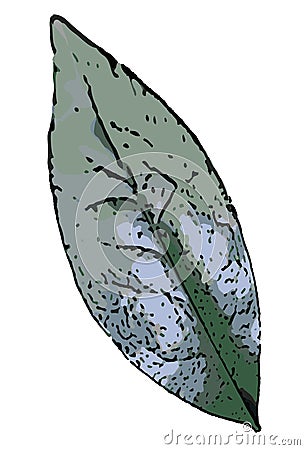 Drawing of the flattened structure of a higher plant, a green leaf. Vector Illustration Cartoon. Vector Illustration