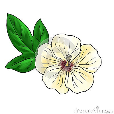 drawing flower of cotton isolated at white background Cartoon Illustration