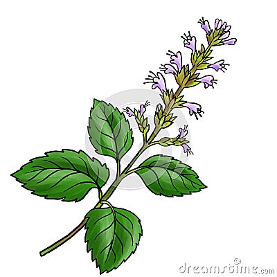 drawing flower of patchouli isolated at white background Cartoon Illustration