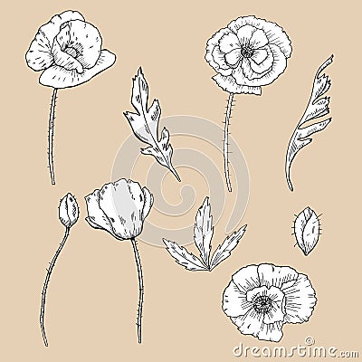 Drawing flowers. poppy flower clip-art Vector Illustration