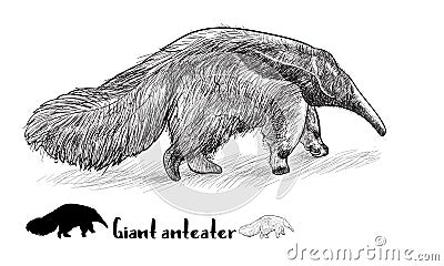 Drawing of gian anteater with shadow Vector Illustration