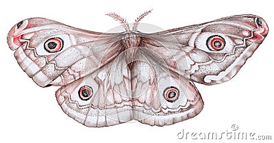 Giant peacock moth illustration - Saturnia Stock Photo