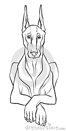 Drawing, a graceful Doberman dog lying in a Sphinx pose. Illustration of a black and white sketch. Vector Illustration