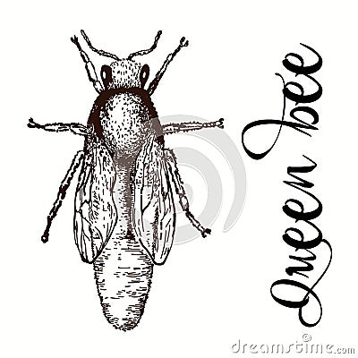 Drawing of honeybee Vector Illustration