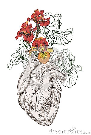 Drawing Human heart with flowers Stock Photo