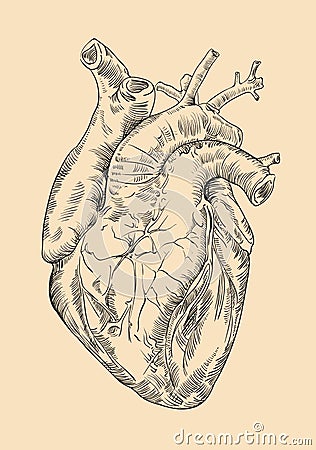 Drawing Human heart with flowers Stock Photo