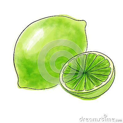 drawing lime isolated at white background Cartoon Illustration