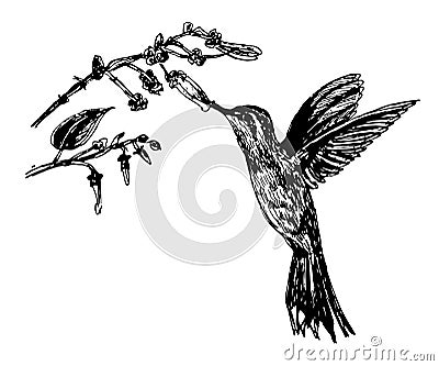 Drawing little bird hummingbirds and flowering branch, sketch illustration Vector Illustration